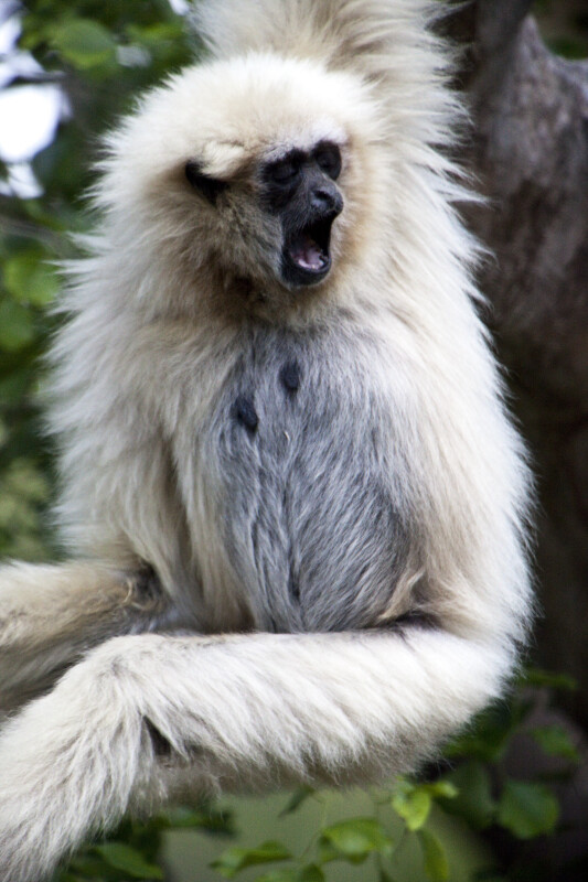 White Handed Gibbon Yawning