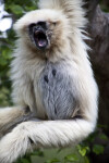 White Handed Gibbon