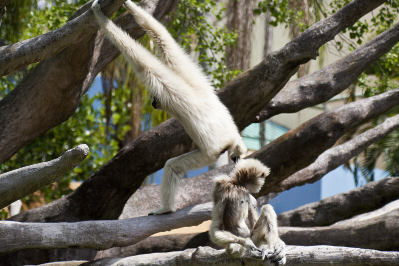 White-Handed Gibbons