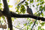 White Head Pigeon