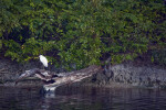 White Heron at Flamingo Marina