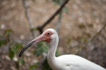 White Ibis