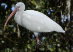 White Ibis in Water