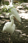 White Ibis on One Leg