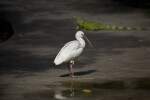 White Ibis on Sidewalk