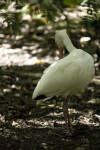 White Ibis Preening