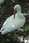 White Ibis Preening