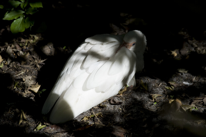 White Ibis Resting