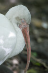 White Ibis with Eyes Closed