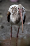 White Ibis