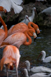 White Ibises and Flamingos