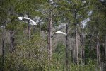 White Ibises Flying