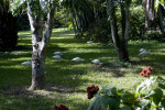 White Ibises Foraging