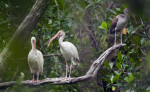 White Ibises on a Branch
