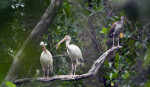 White Ibises on Bear Lake Trail