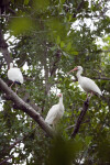 White Ibises