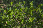 White Indigo Berry Branches and Leaves