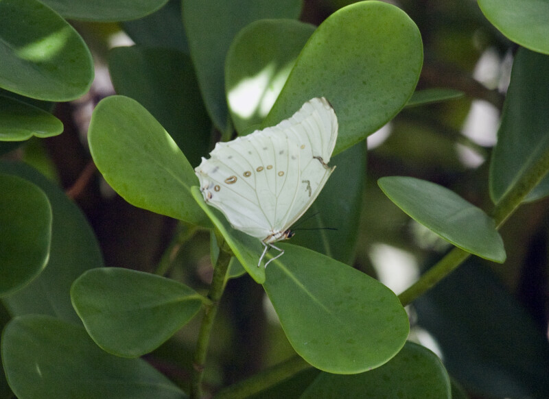 White Morpho on a Leaf