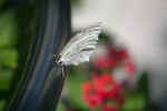 White Morpho on a Rail