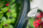 White Morpho Resting