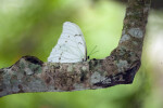 White Morpho