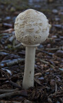 White Mushroom