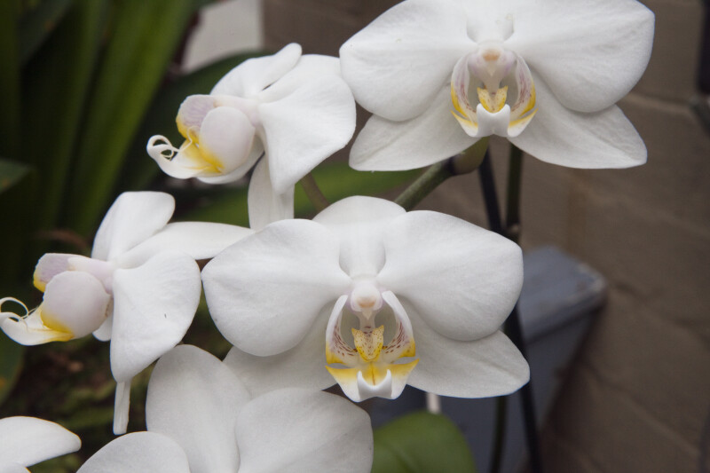 White Orchid Flowers Close-Up