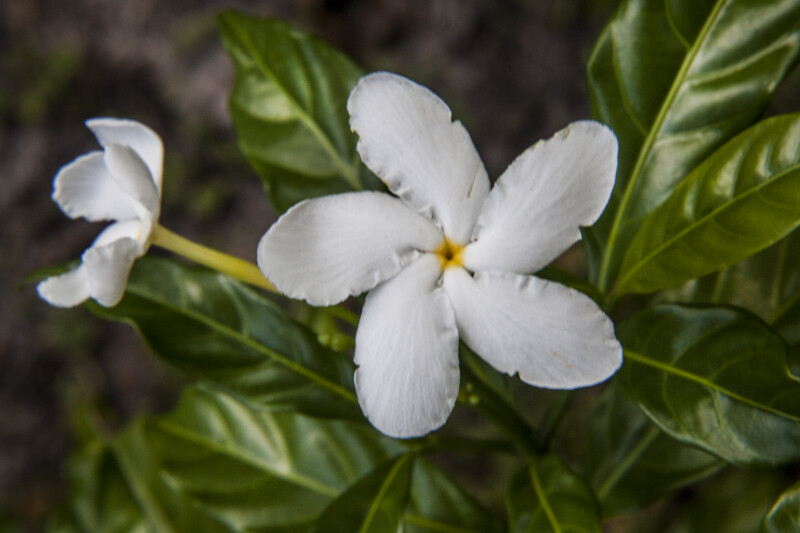 White Pinwheel Jasmine Flower