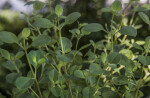 White Sage Lantana