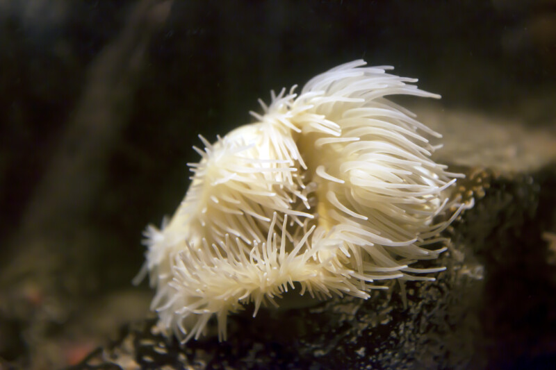 White Sea Anemone at the New England Aquarium