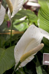 White Spathiphyllum