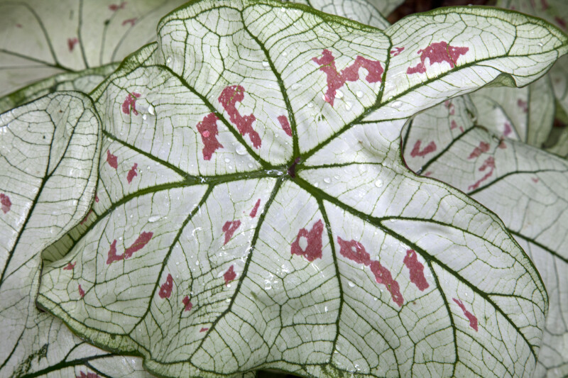 White "Strawberry Star" Elephant Ear Leaf with Green Veins and Pink Blotches