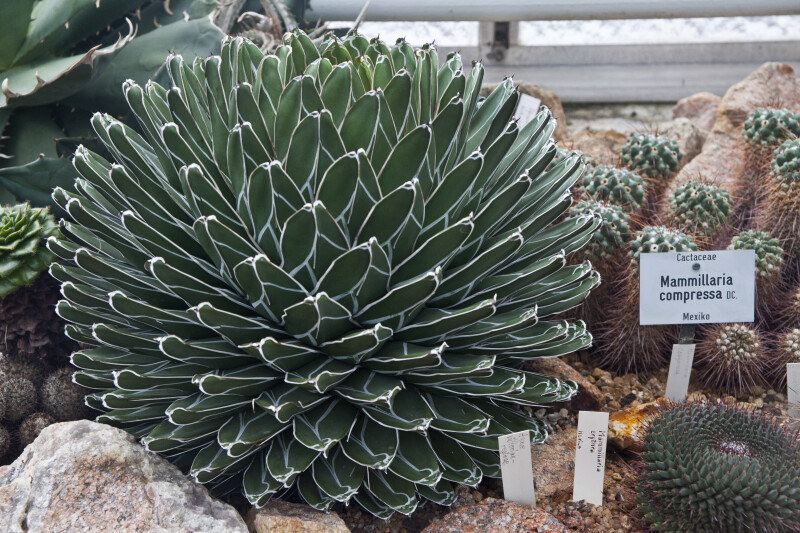 White-Striped Cactus