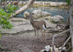 White-Tailed Deer at Seaquarium