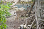 White-Tailed Deer