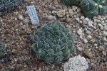 White-thorned Cactus