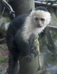 White-Throated Capuchin