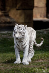 White Tiger Walking