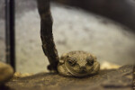 White's Tree Frog