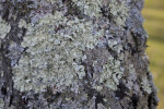 Whitish-Green Lichens Growing on Bark of a Tree