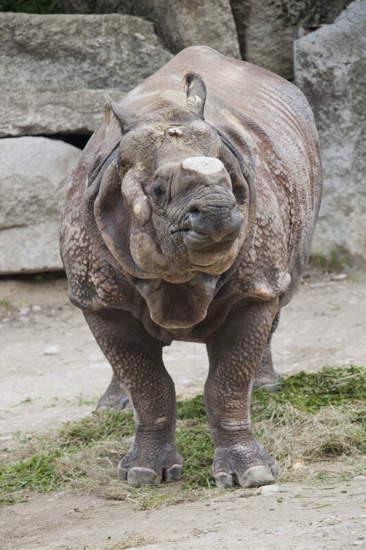Whole Frontal View of Indian Rhinoceros