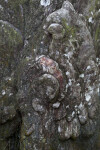 Whorled Bark of Cypress Tree Sparsely Covered with Moss and Lichens