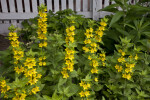 Whorled Loosestrife with Erect Stems Bearing Yellow Flowers