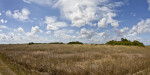 Wide-Angle View of a Sawgrass Field at Shark Valley of Everglades National Park