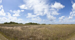 Wide-Angle View of a Sawgrass Field