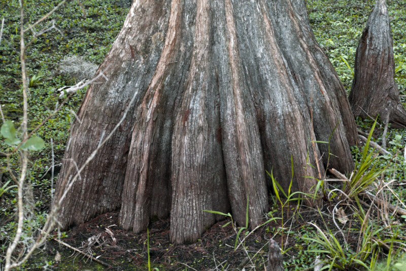 Wide Base of Swamp Cypress Tree