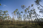 Wide View of Pines