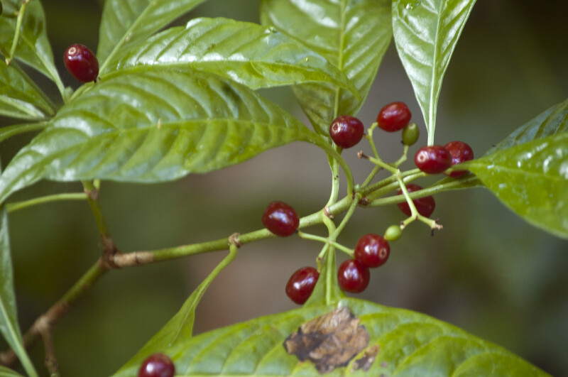 Wild Coffee Berries