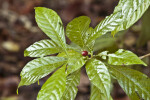 Wild Coffee Leaves