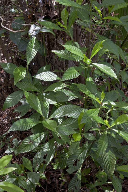 Wild Coffee Plant at Long Pine Key of Everglades National Park